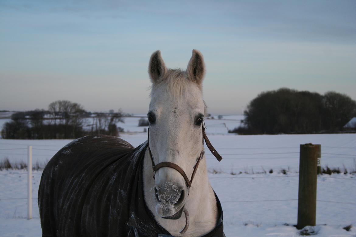 Anden særlig race Lady (Gaga) billede 1