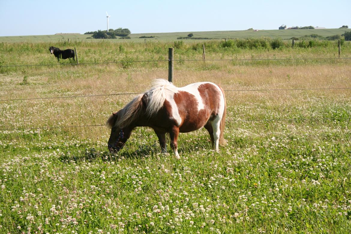 Shetlænder Tarzan billede 1