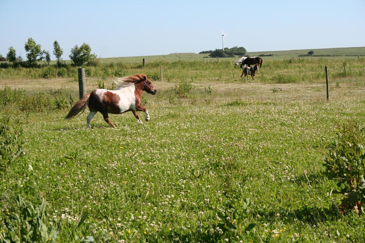 Shetlænder Tarzan billede 14