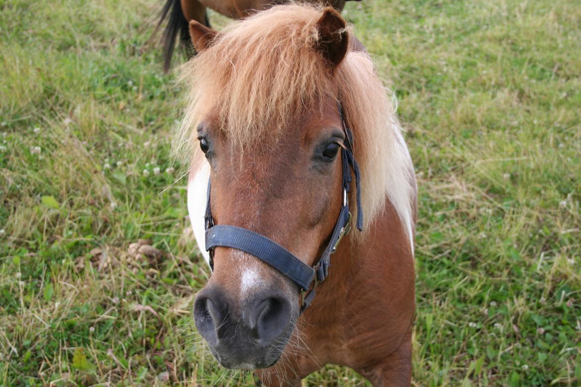 Shetlænder Tarzan billede 15