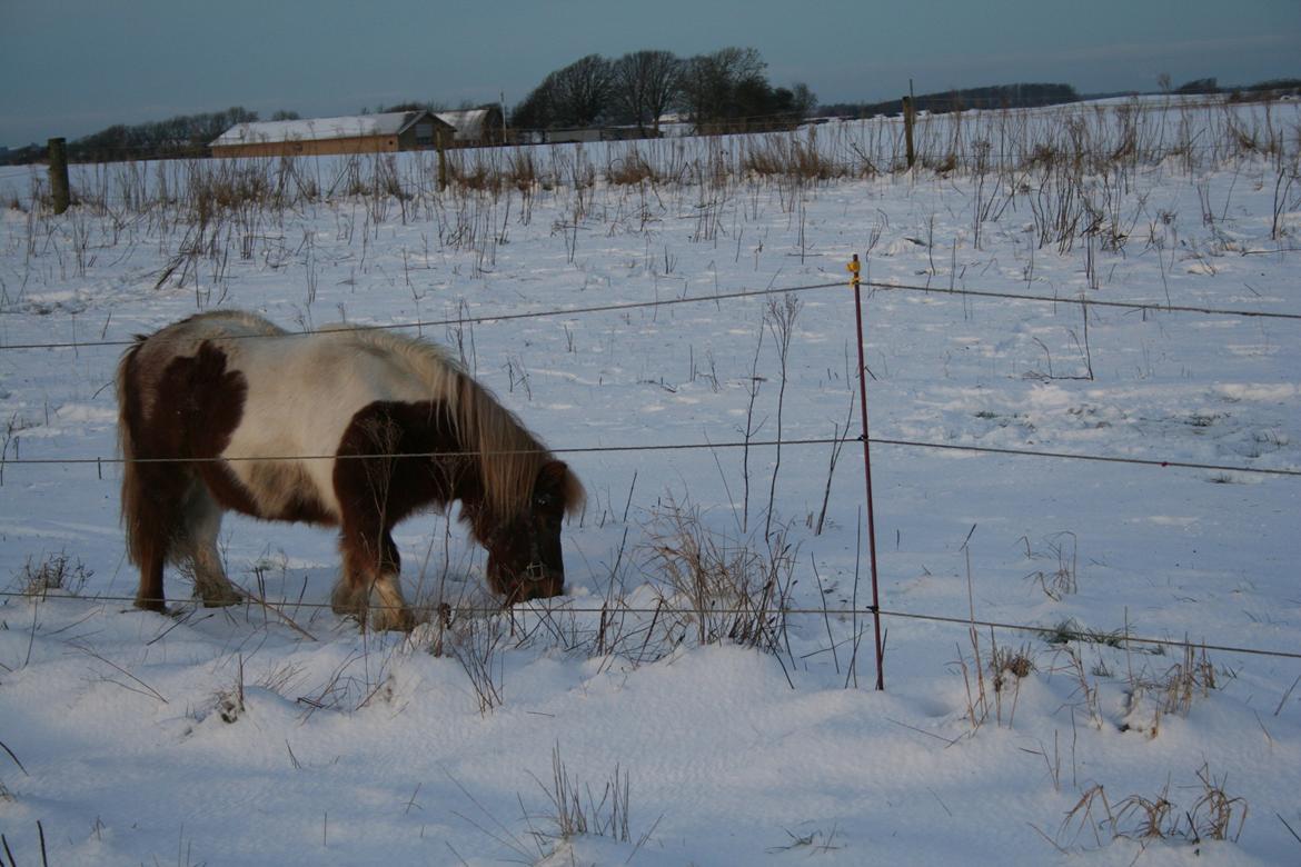 Shetlænder Tarzan billede 16