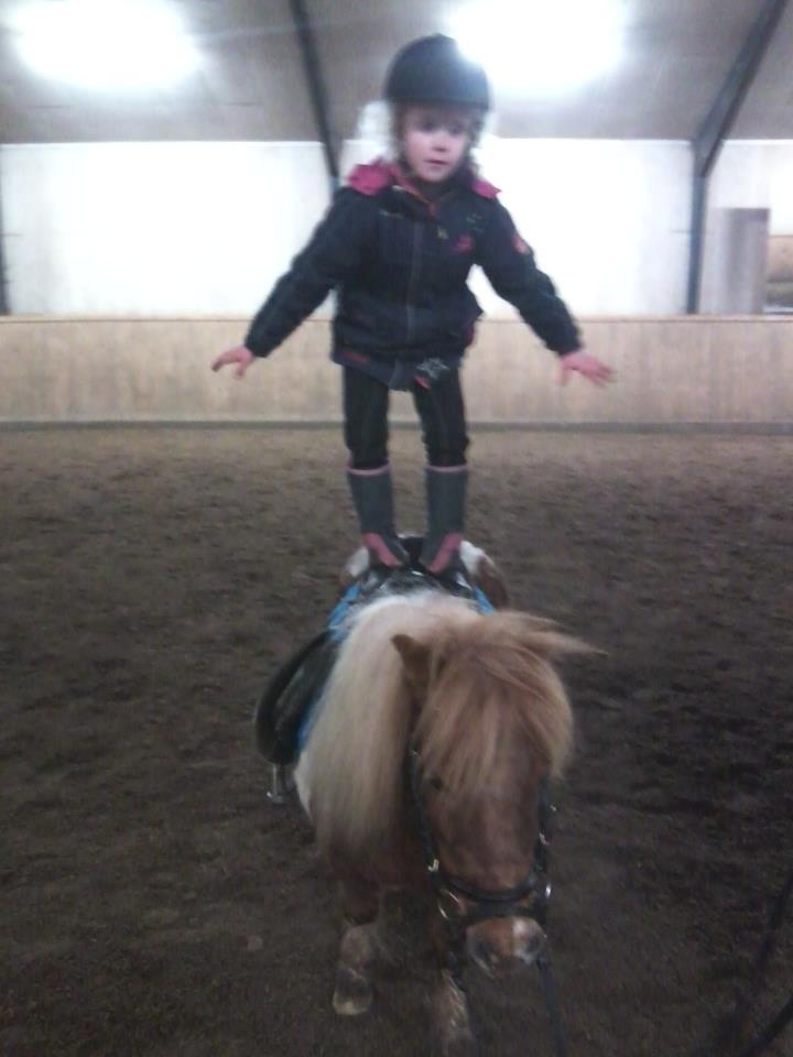 Shetlænder Tarzan billede 17