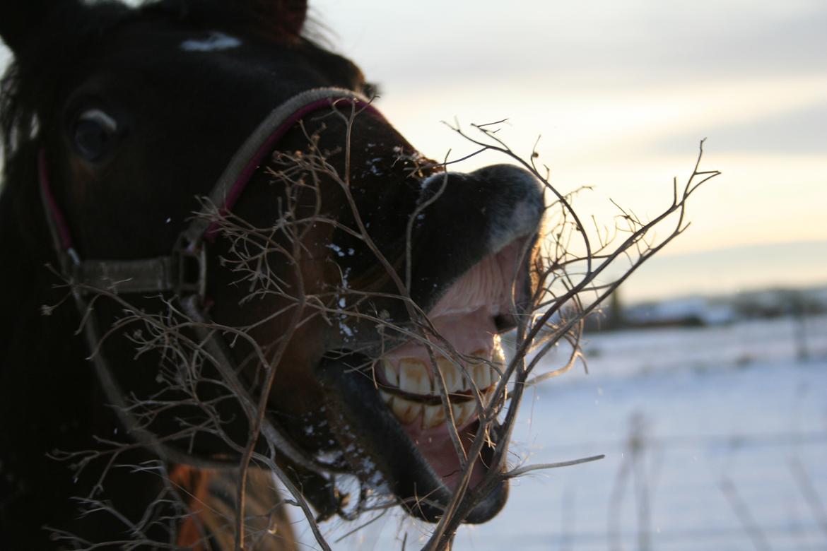 Tysk Sportspony Candy billede 2