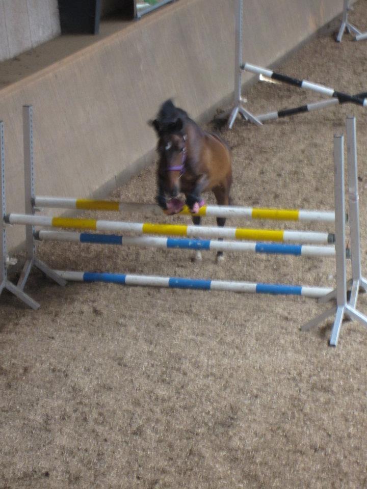 Tysk Sportspony Candy billede 7