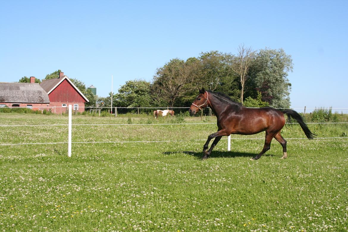 Tysk Sportspony Candy billede 5