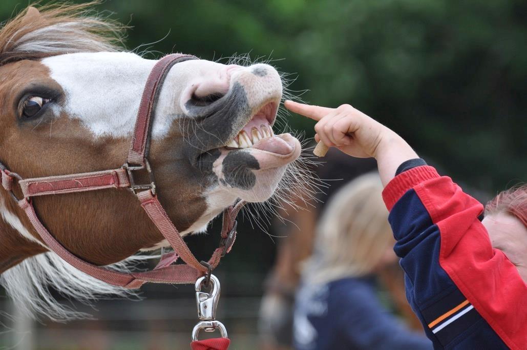 Pinto Ducati billede 2
