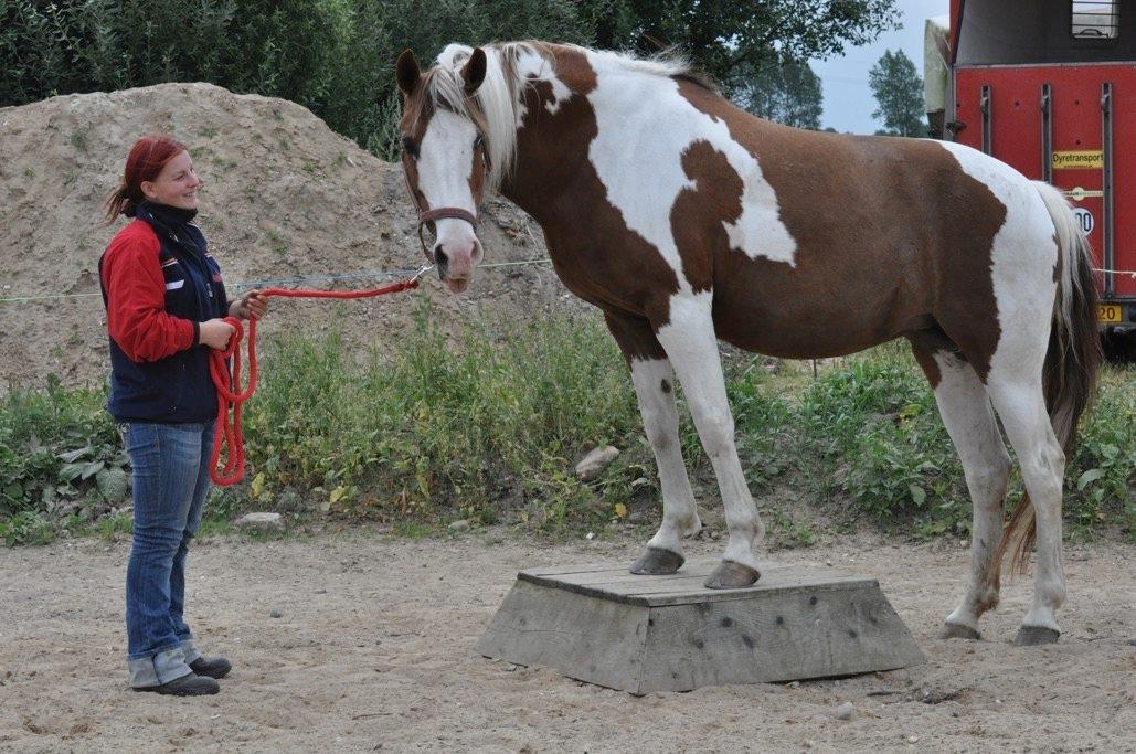 Pinto Ducati billede 15