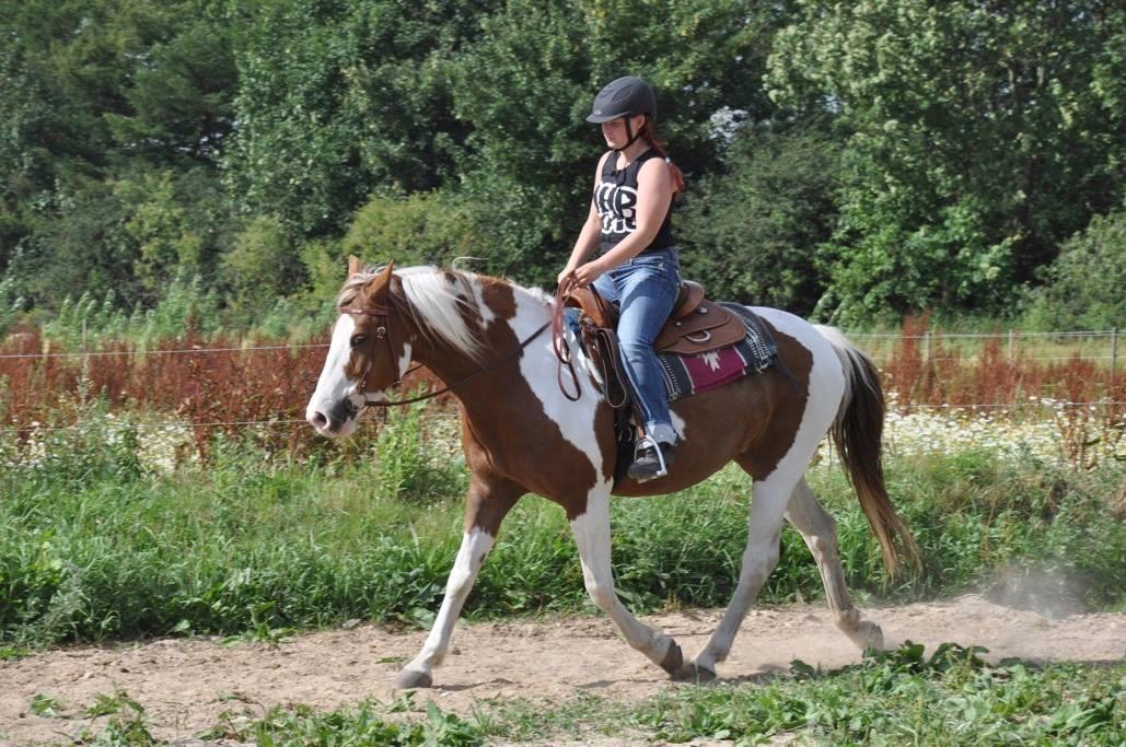 Pinto Ducati billede 12