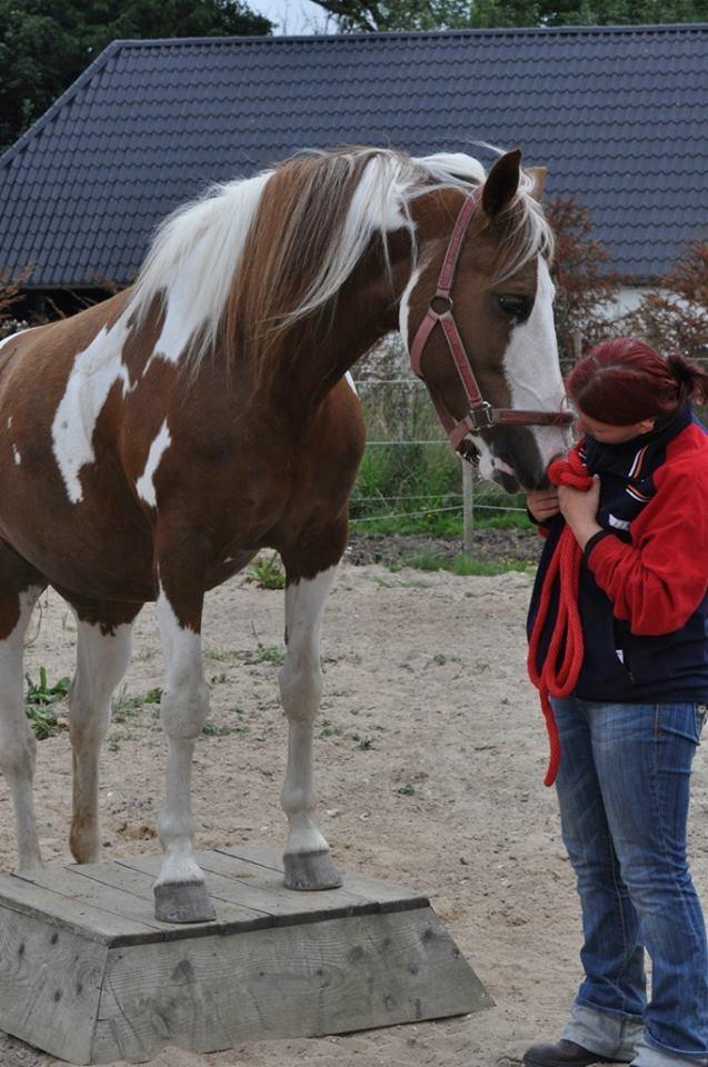 Pinto Ducati billede 14