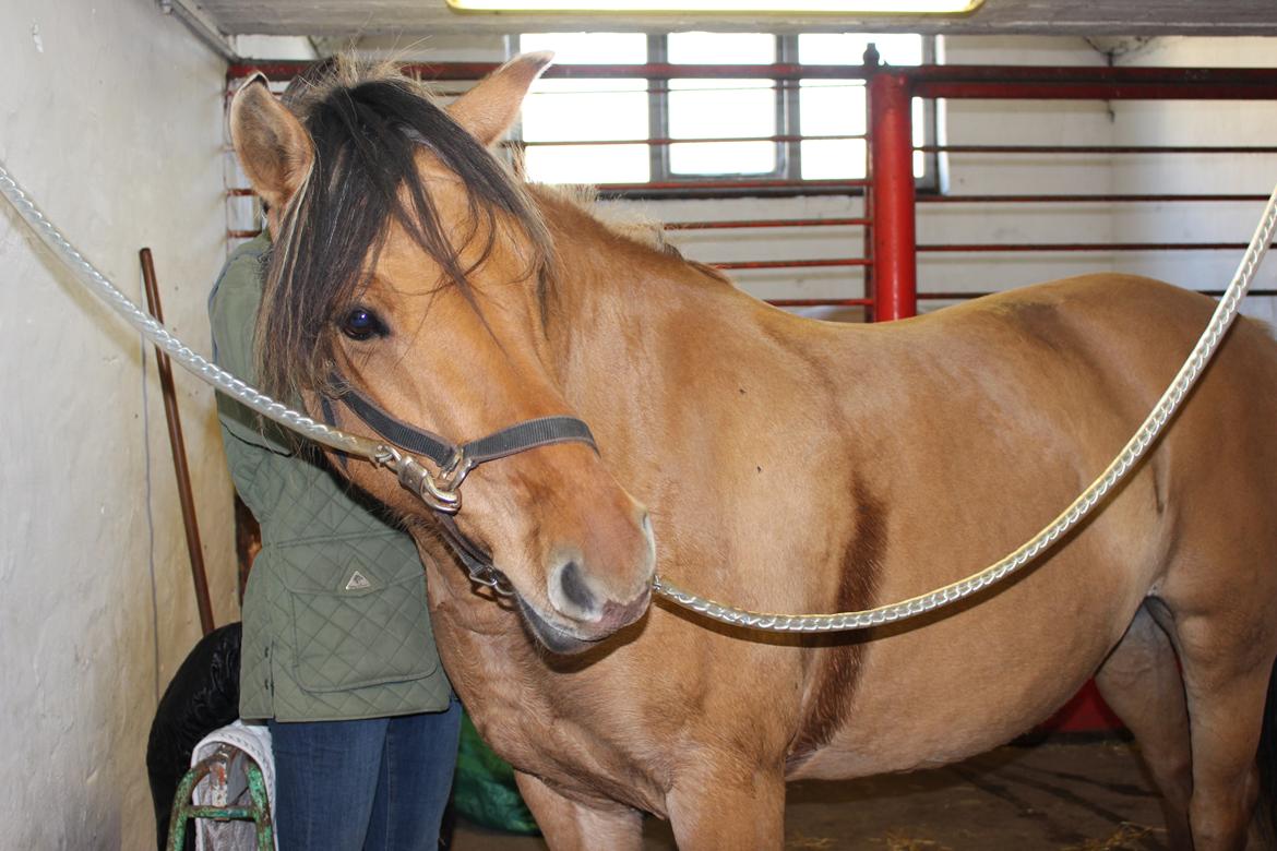 Anden særlig race Viddi billede 1