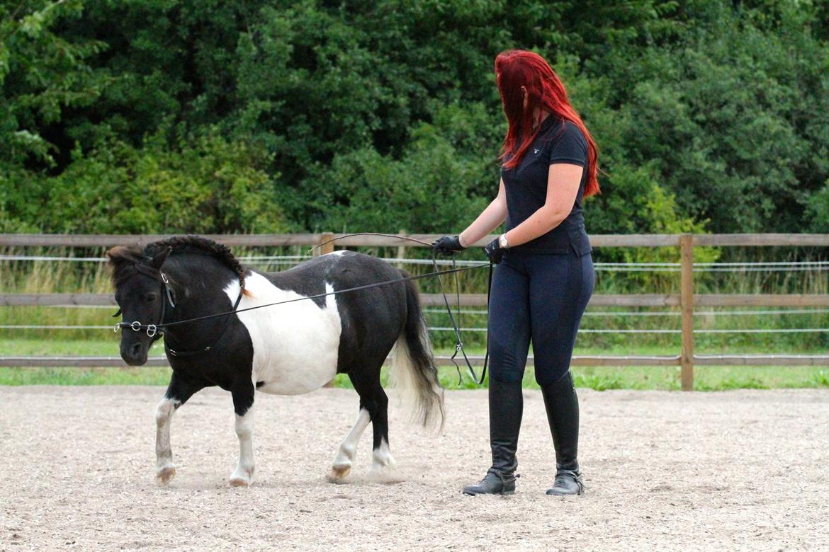 Shetlænder Stjernens Tiger - Tiger i samlet trav i longen billede 2