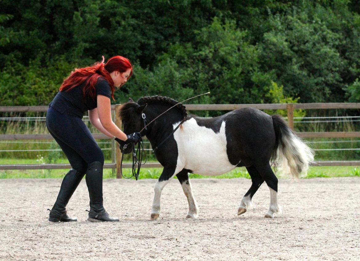 Shetlænder Stjernens Tiger - Let samlet trav for hånd  billede 21
