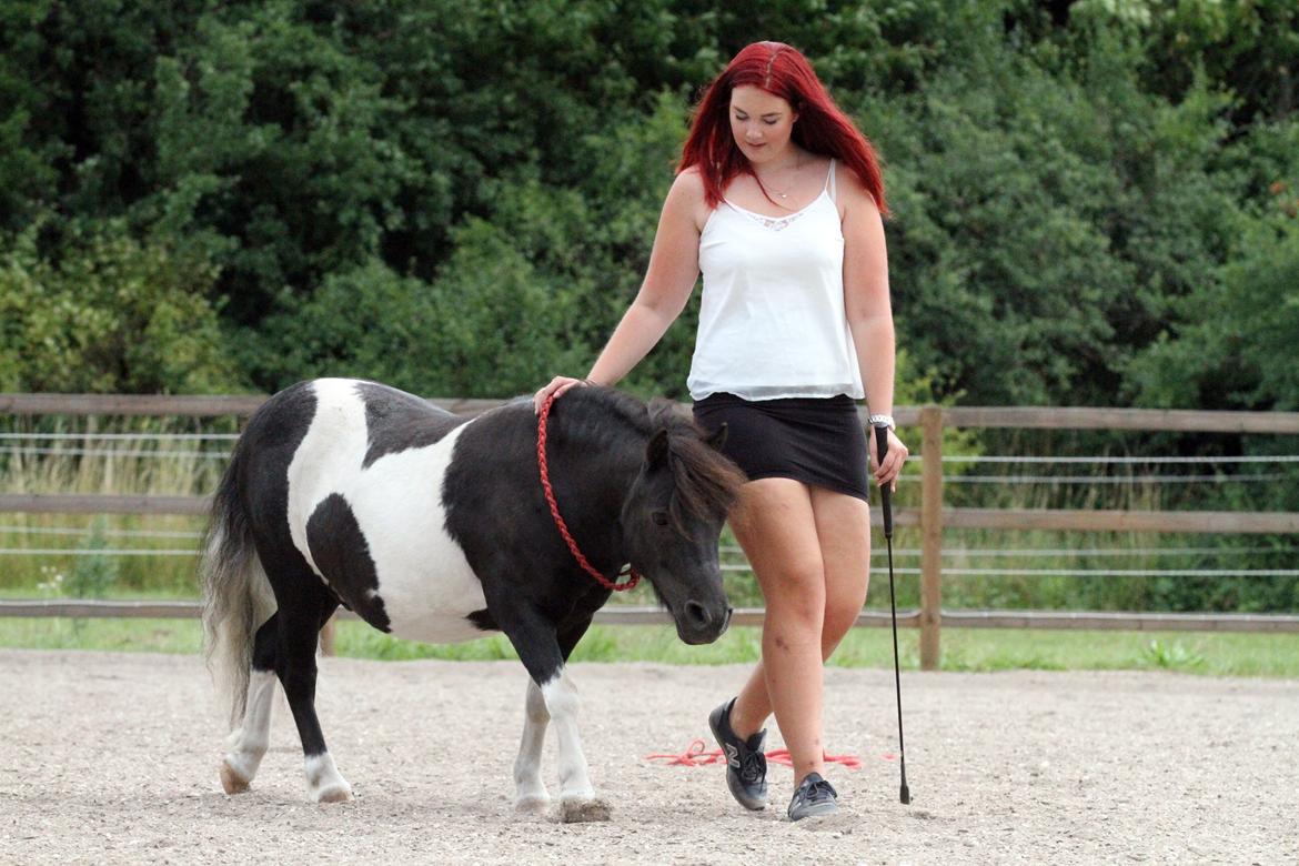 Shetlænder Stjernens Tiger - Liberty arbejde på ridebanen en varm sommerdag billede 7