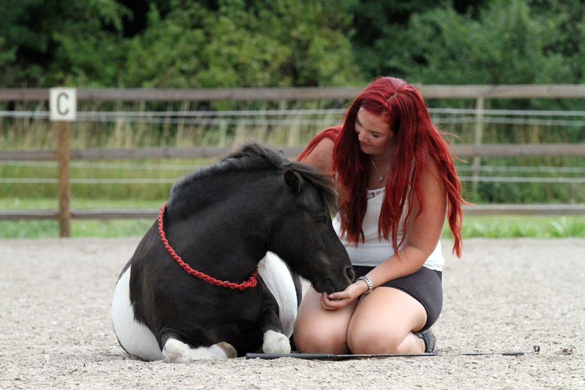 Shetlænder Stjernens Tiger billede 25