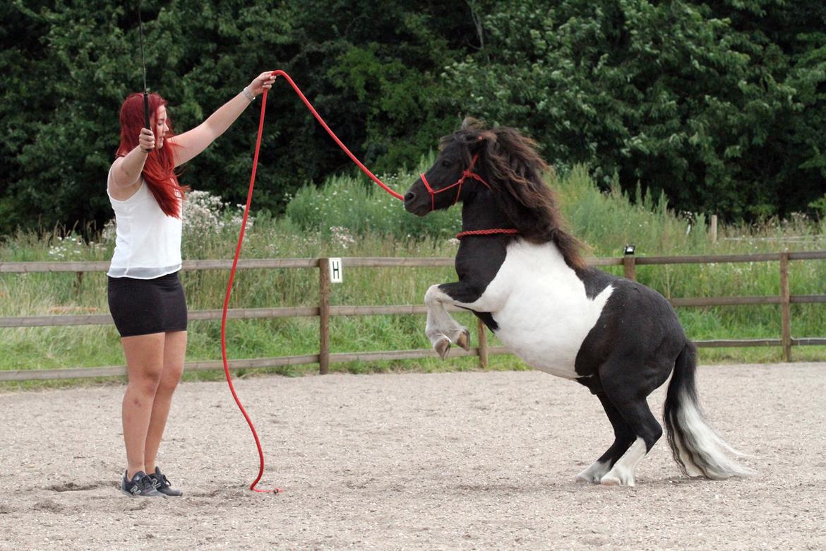 Shetlænder Stjernens Tiger billede 29