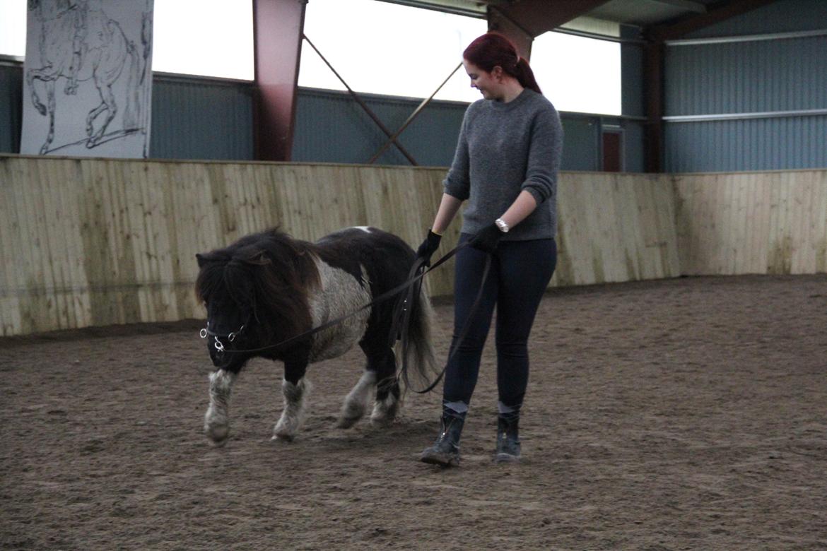 Shetlænder Stjernens Tiger - Frem og ned i trav billede 23