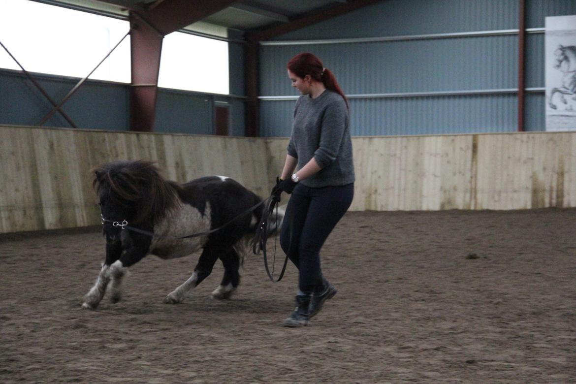 Shetlænder Stjernens Tiger - Galoparbejde i longe billede 6