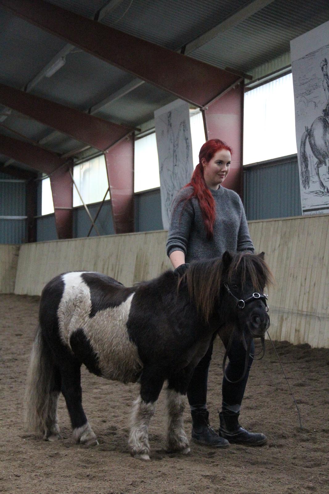 Shetlænder Stjernens Tiger - Vi lytter koncentreret til Christofers kloge ord efter vores lektion billede 30