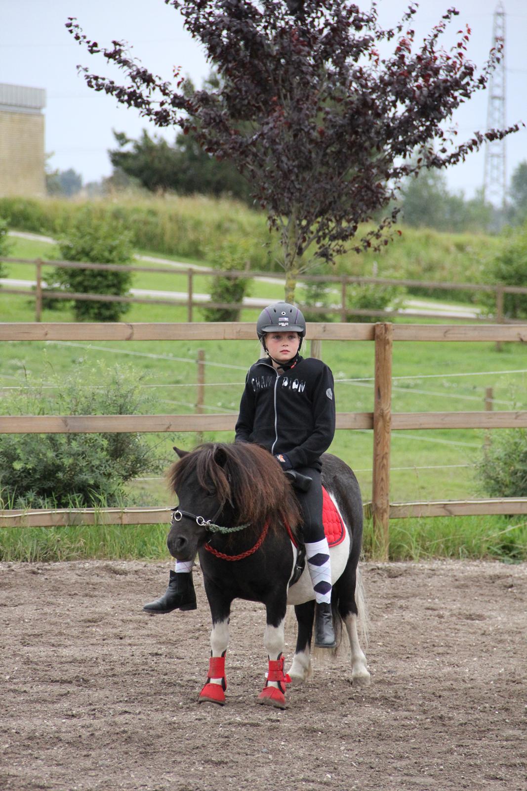 Shetlænder Stjernens Tiger - Tiger og Xenia billede 31