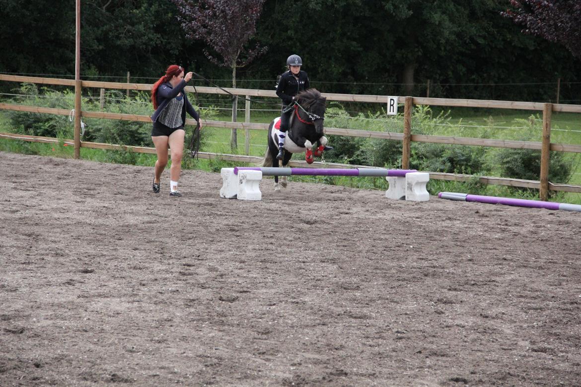 Shetlænder Stjernens Tiger - Første gang han springer med rytter billede 32