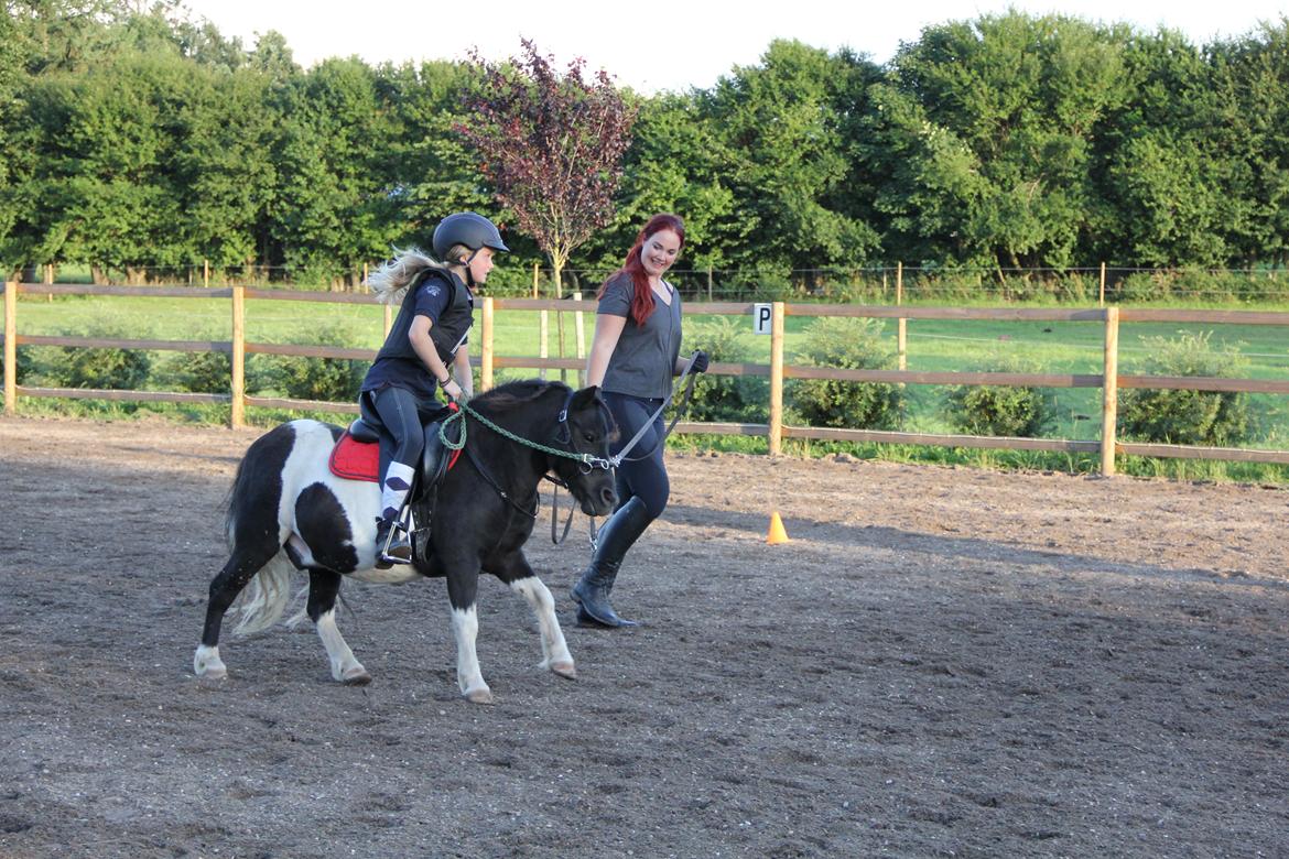 Shetlænder Stjernens Tiger - Tiger under rytter billede 17