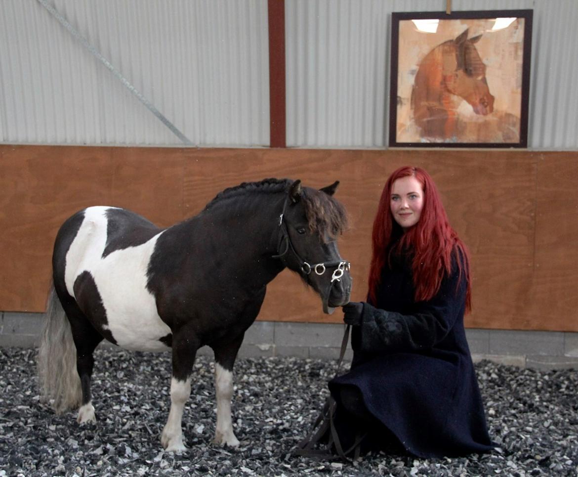 Shetlænder Stjernens Tiger billede 33