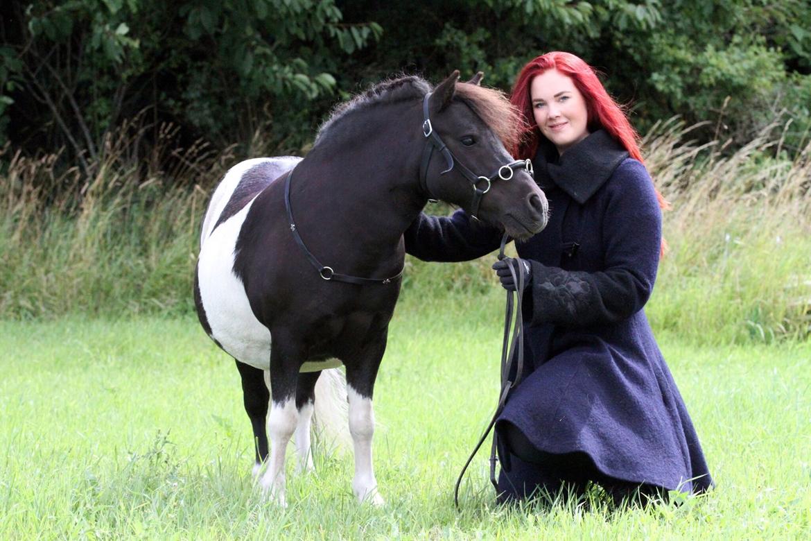 Shetlænder Stjernens Tiger billede 8