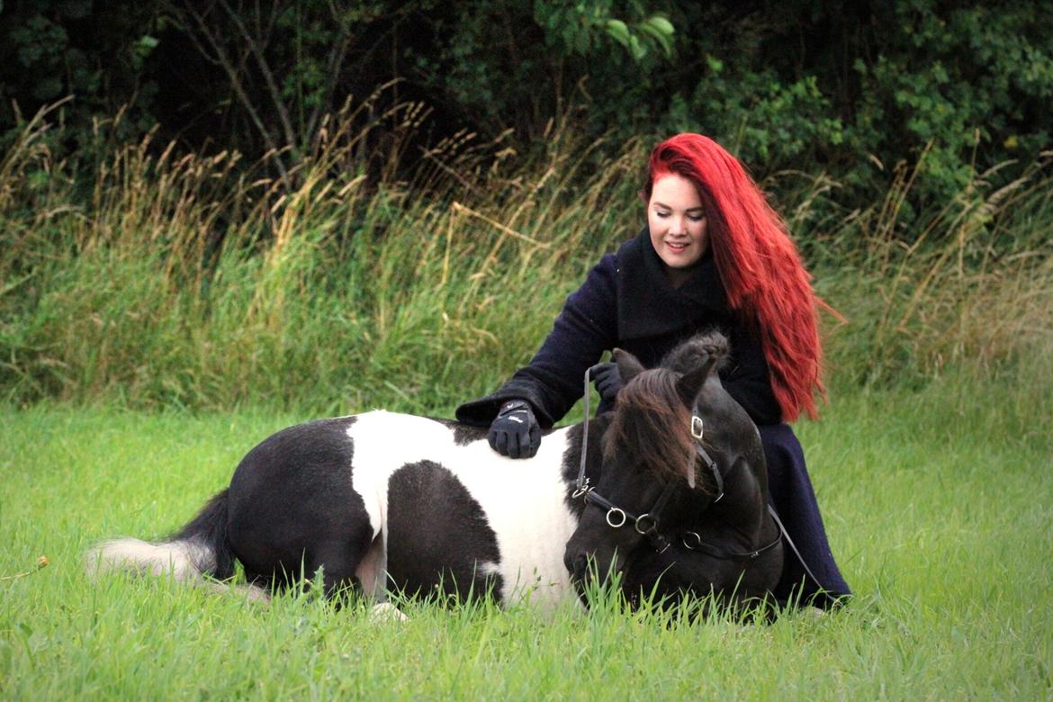 Shetlænder Stjernens Tiger billede 10