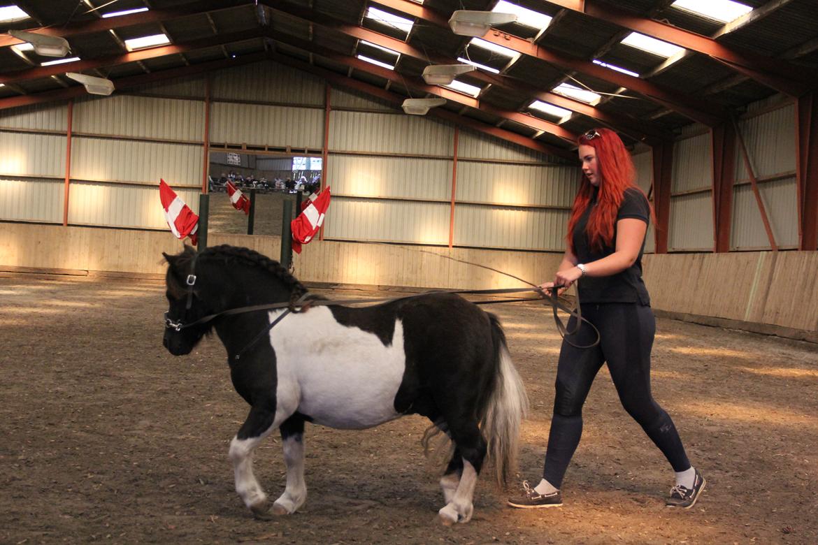 Shetlænder Stjernens Tiger - Trav i lange liner billede 14