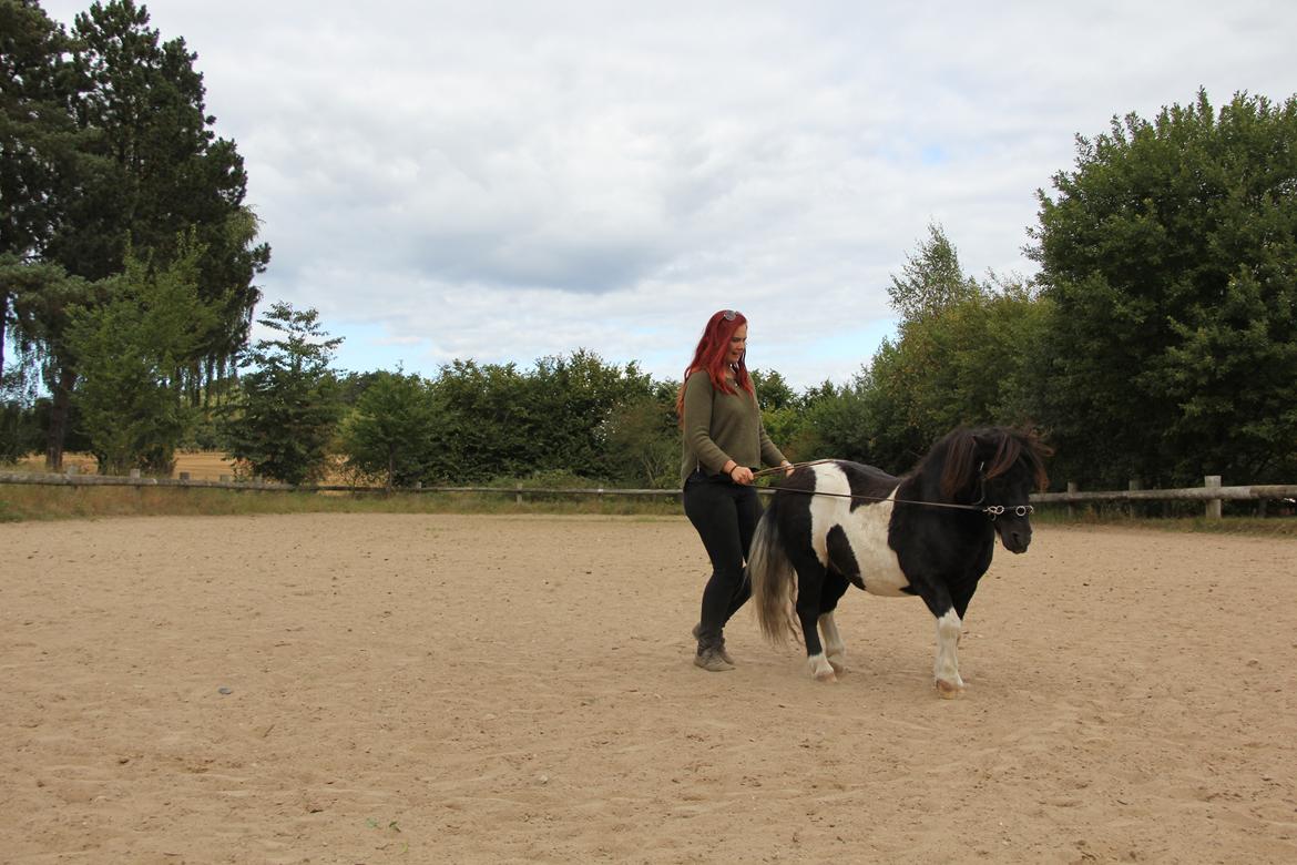 Shetlænder Stjernens Tiger - Skoleskridt for lange liner billede 34