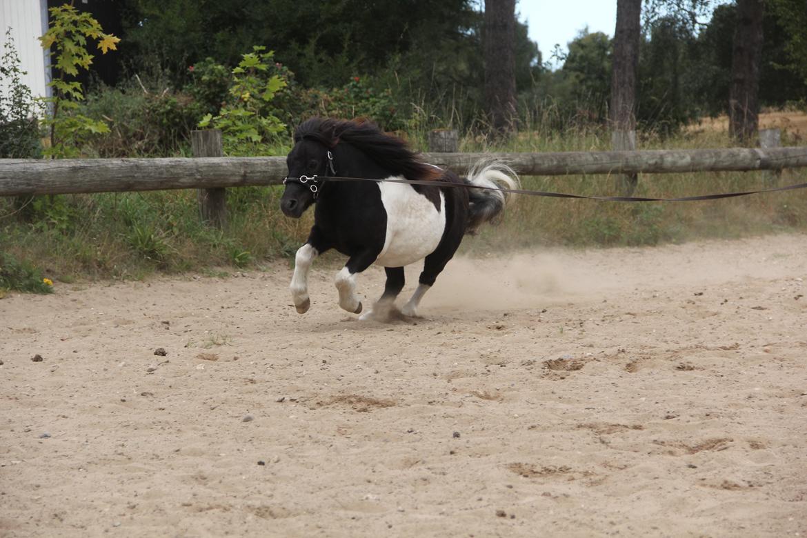 Shetlænder Stjernens Tiger - Tiger i ens af hans energiudbrud  billede 20