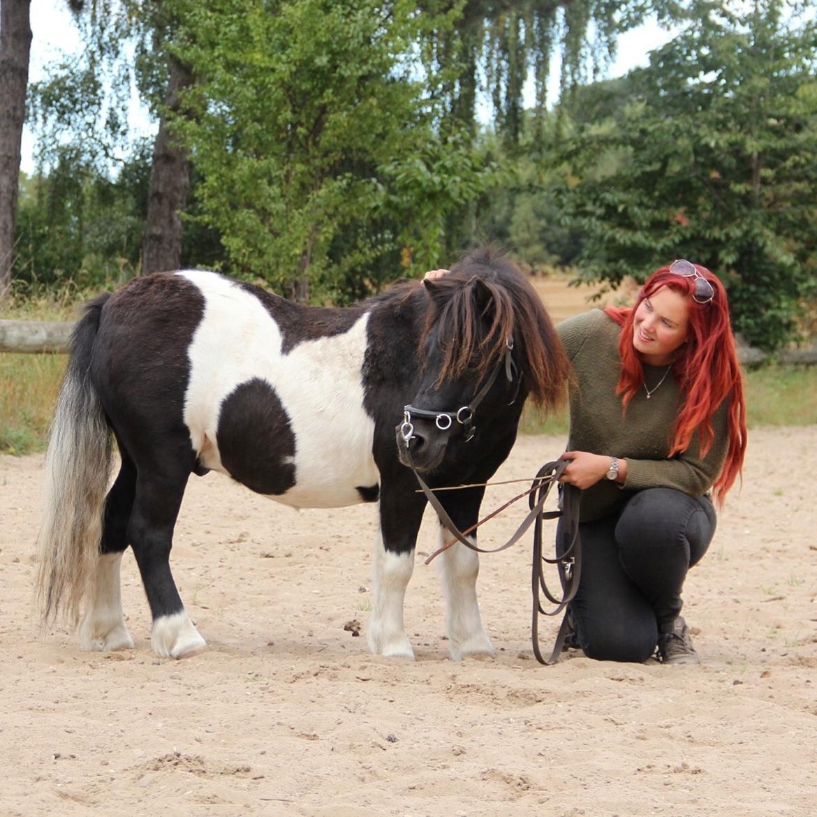 Shetlænder Stjernens Tiger - Tiger og jeg vores sidste dag som praktikanter på Enggården ved Michelle Wolf, en utrolig lærerig oplevelse. billede 1
