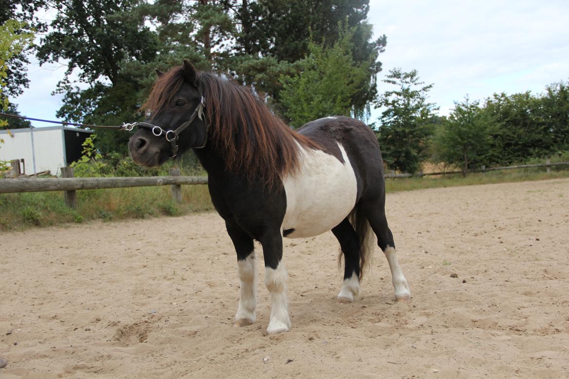 Shetlænder Stjernens Tiger - Tiger sommeren 2016 billede 9