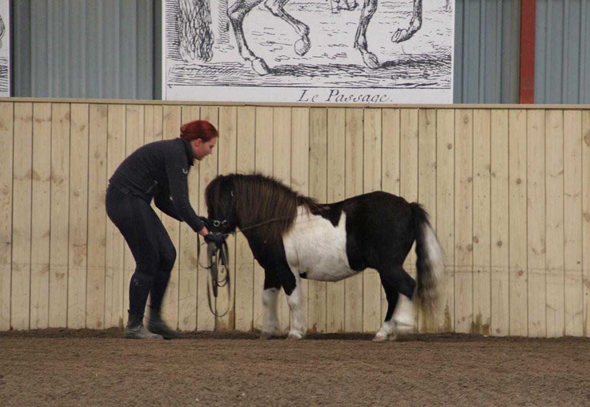 Shetlænder Stjernens Tiger - Skoleskridt til akademisk inspirationsaften ved Dorthe Skjoldager hvor vi viste vores groundwork prøve billede 3