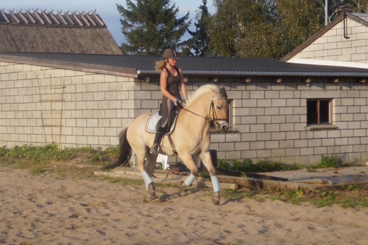 Fjordhest Osmann Skellerød billede 14