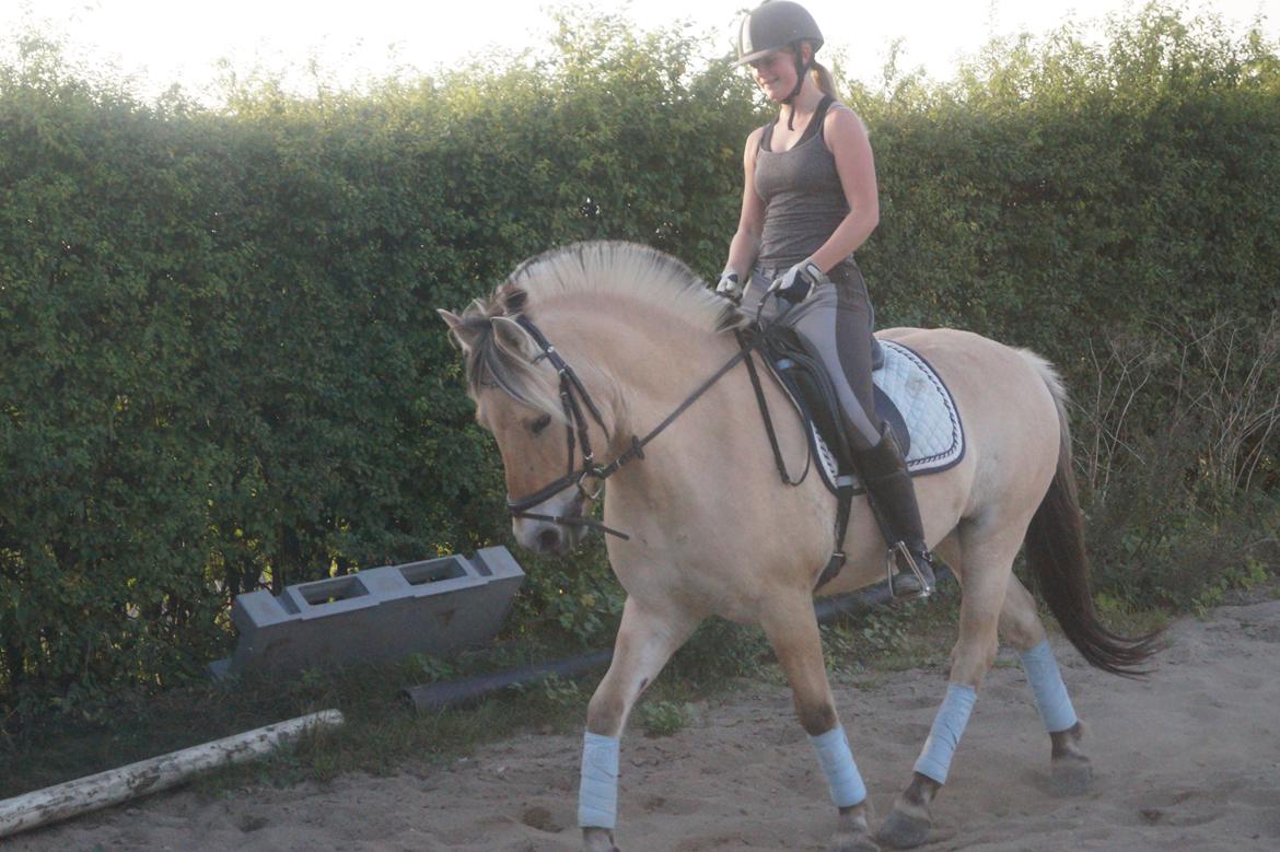 Fjordhest Osmann Skellerød billede 19