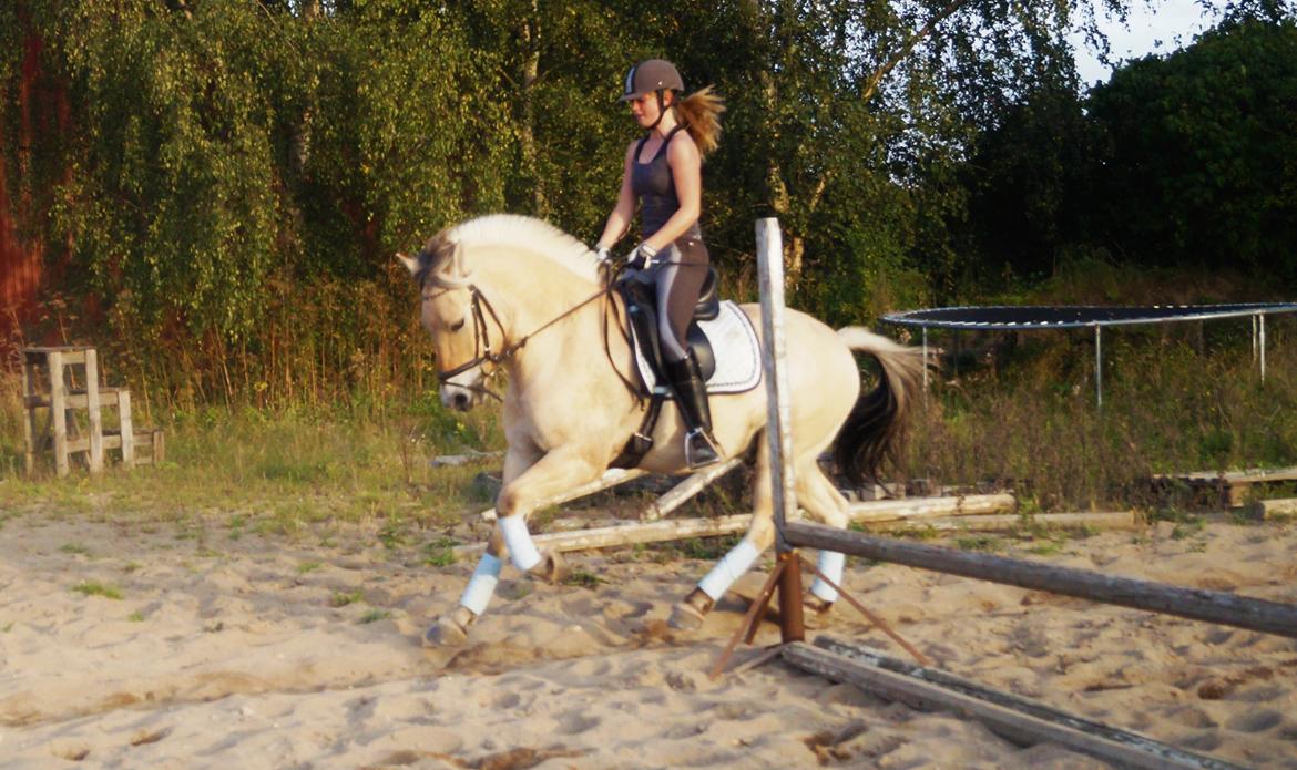 Fjordhest Osmann Skellerød billede 20