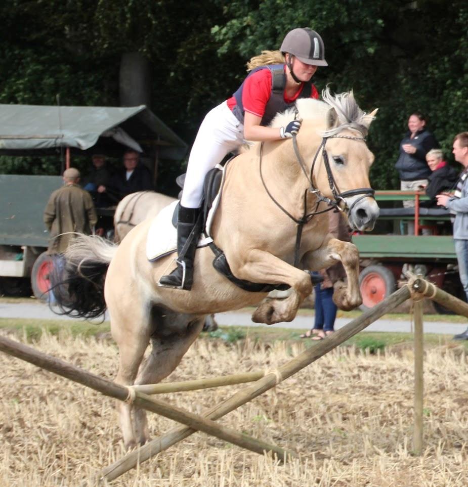 Fjordhest Osmann Skellerød billede 12