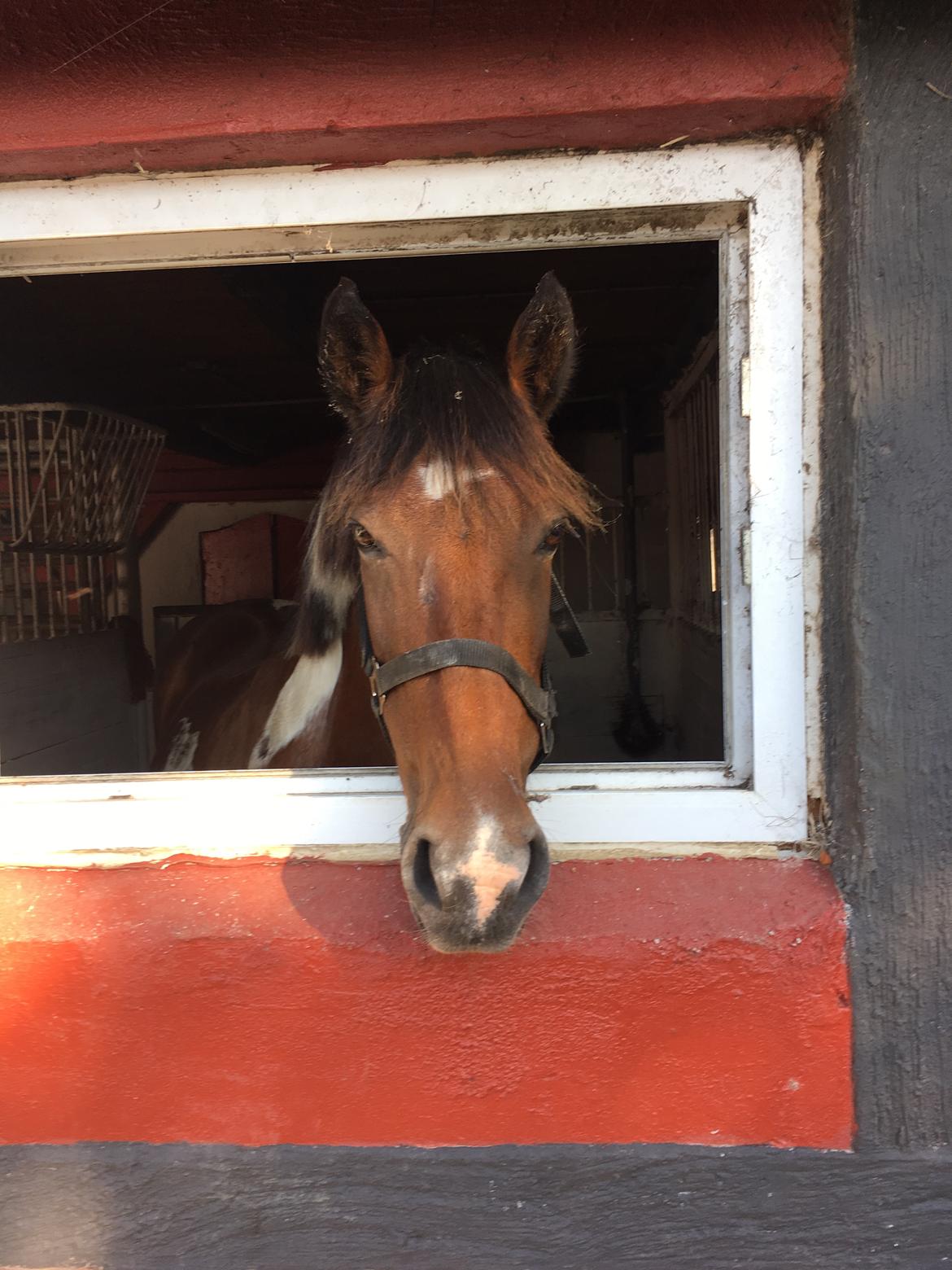 Anden særlig race Sandy - Velkommen til Sandy's profil billede 1