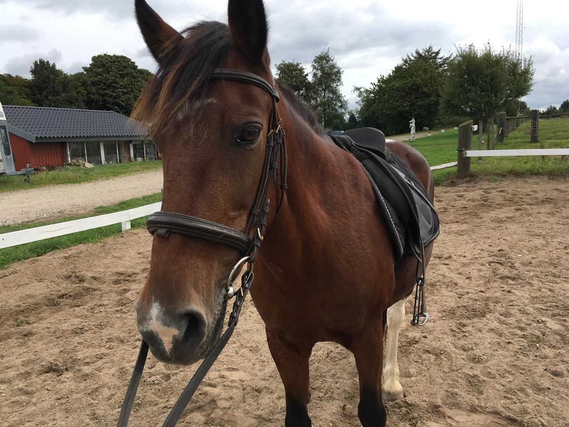 Anden særlig race Sandy billede 3