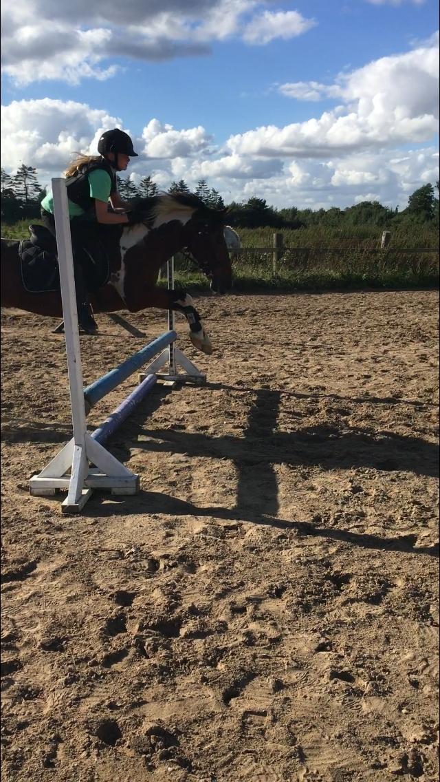 Anden særlig race Sandy billede 4