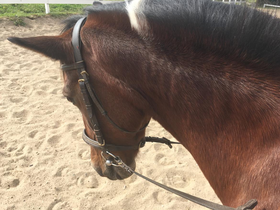 Anden særlig race Sandy billede 7