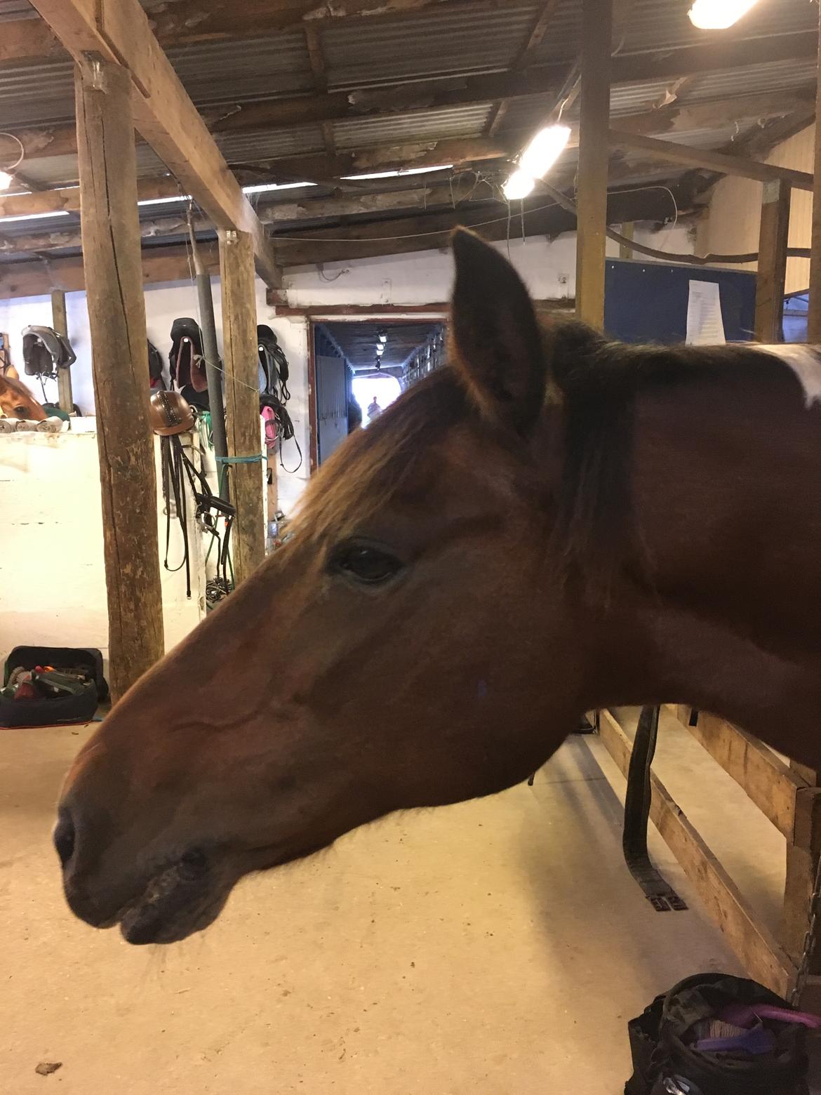 Anden særlig race Sandy billede 5