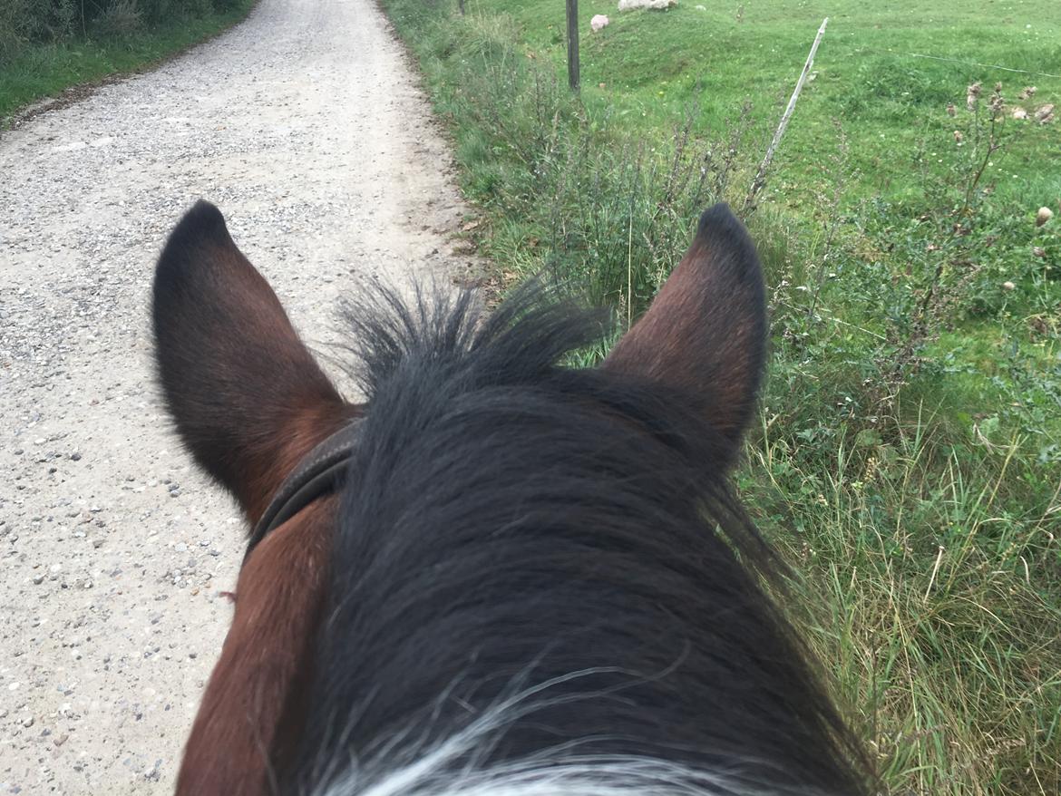 Anden særlig race Sandy billede 8