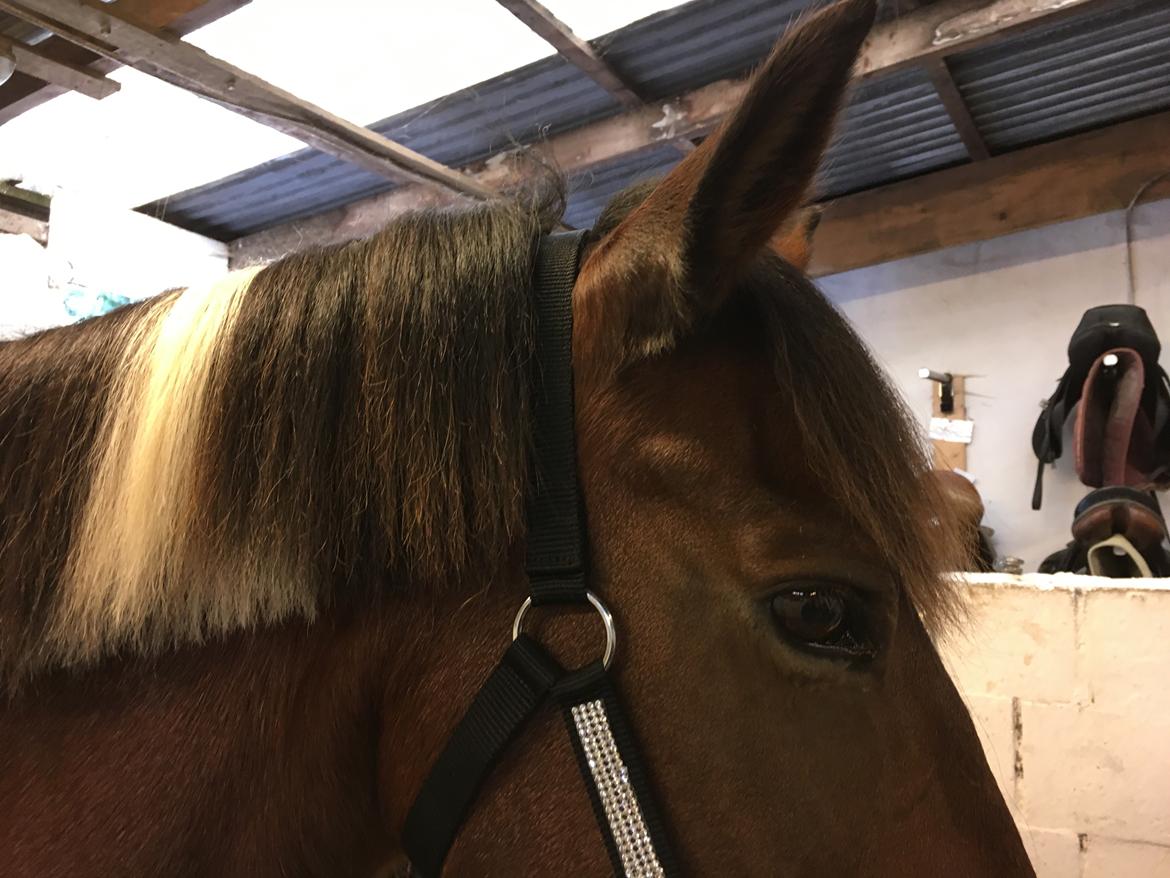 Anden særlig race Sandy billede 9