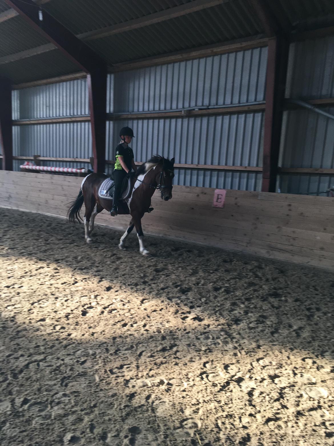 Anden særlig race Sandy billede 10