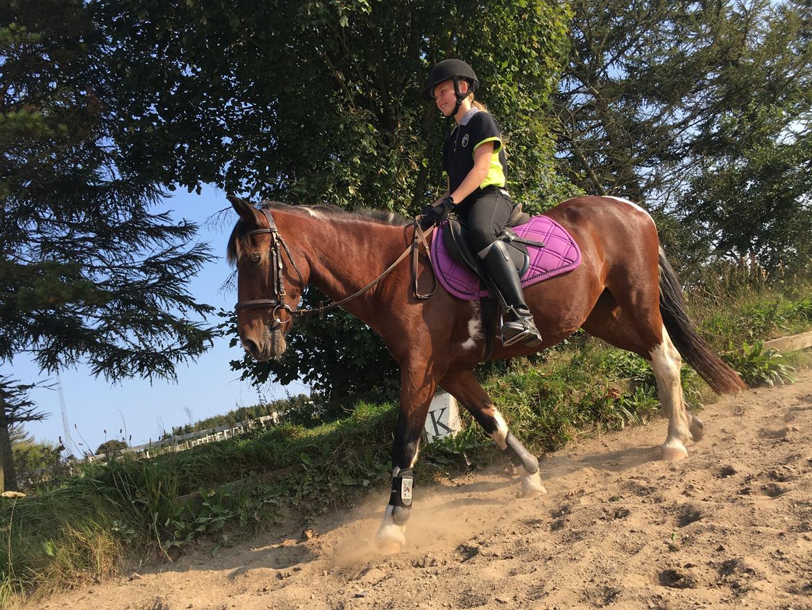 Anden særlig race Sandy billede 11