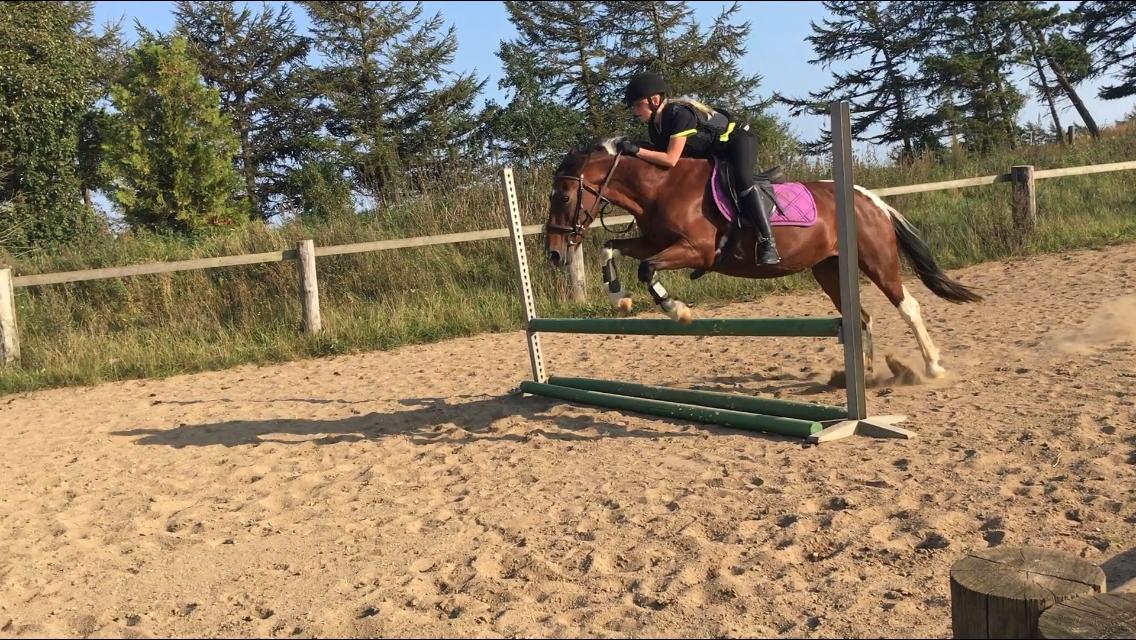 Anden særlig race Sandy billede 12