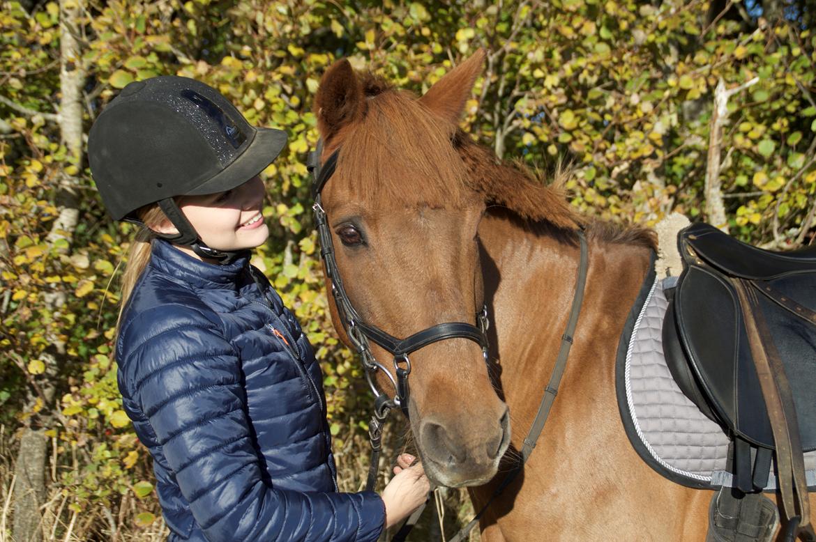 Svensk Sportspony  Casco <3 - 7. oktober 2016 <3 billede 11