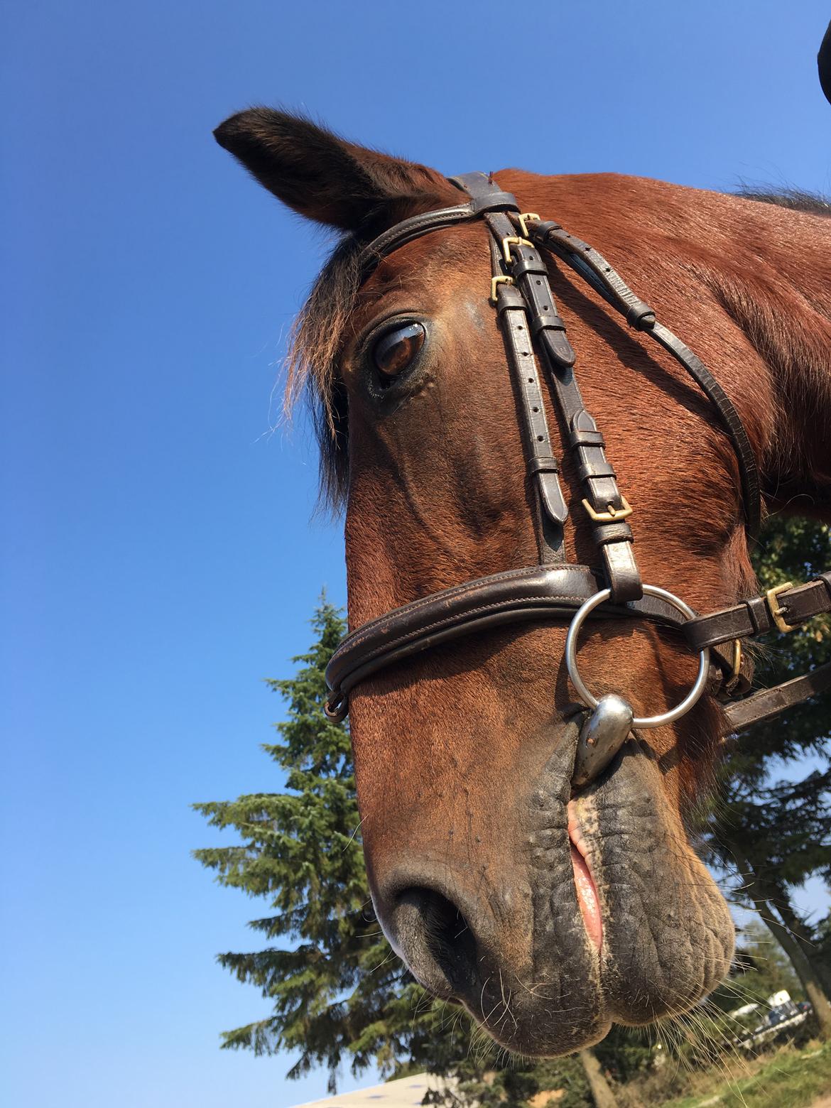 Anden særlig race Sandy billede 14